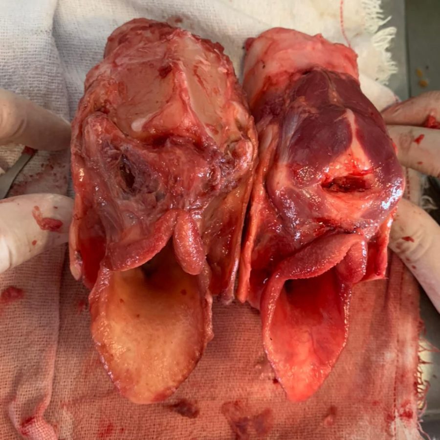 WhatsApp Image 2025-07-07 at 12.04.33